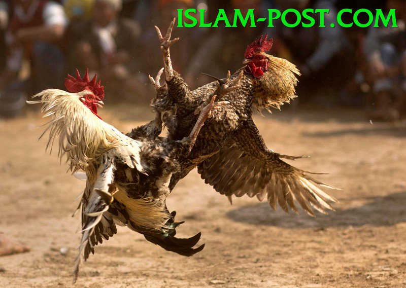 Đá Gà Trực Tiếp - Mgbet