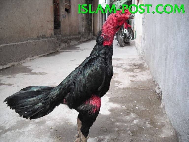 Đá Gà Trực Tiếp - Ưu đãi đặc biệt